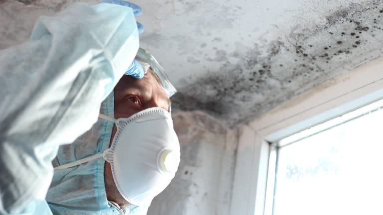 Best Environmental Consulting for Mold Prevention  in Fox Lake Hls, IL